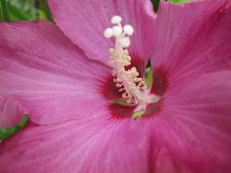 Flower Close Up