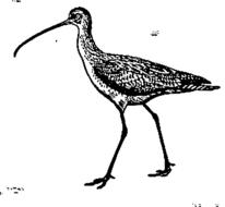 walking ibis