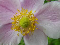 pink and yellow Flower in Spring