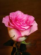 pink rose on brown background