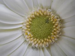 Flower Macro White Spring