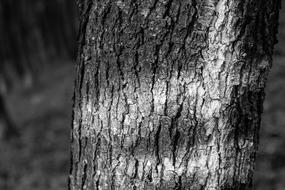 Tree Nature Beauty