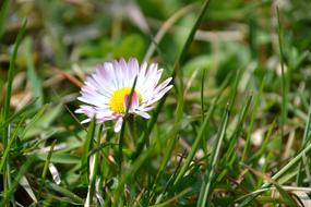 Daisy Flower White In The