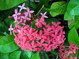 Mexico Flower Pink