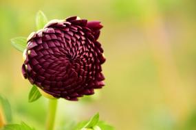 Dahlia Bud Flower