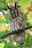 long eared owl sits on a green tree branch