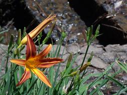 yellow Flower and Water stream