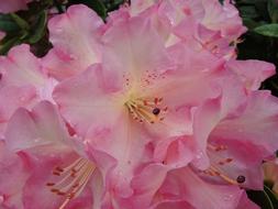 Rhododendron Pink Blooms