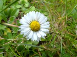 Daisy Blossom Bloom