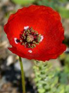 Poppy Ababol Flower