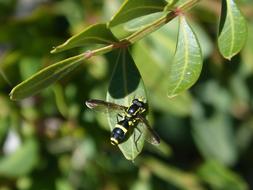 large wasp near the leaves of trees