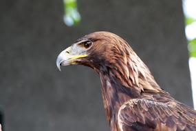 prodigious Golden Eagle