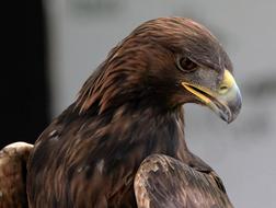 Golden Eagle close-up on blurred background