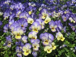 small beautiful flowers in the garden