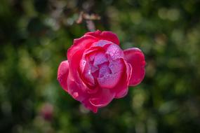 beautiful rosebud in a drop of water