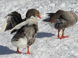 duck walking in the snow