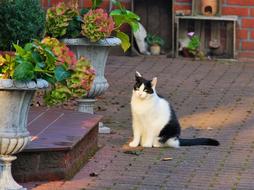 Beautiful and cute, white and black cat, sitting on the pavement, near the colorful plants