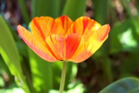 Tulip Orange Flower