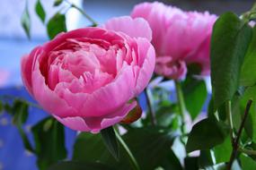 The Peony Flower