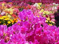 Satsuki Flowers Pink