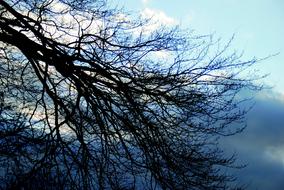 Tree Clouds Sky