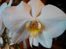 Flower Orchid