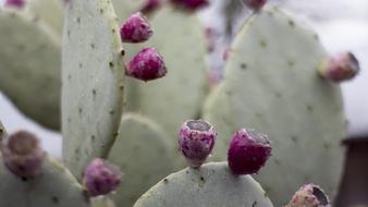 Cactus Flower