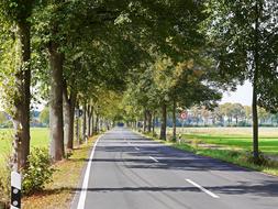 road in a park with trees