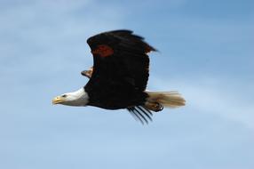 bald eagle flies at high speed