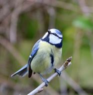 cute little bird on a branch