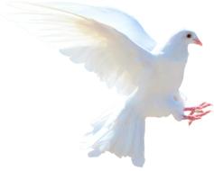 Isolated White Dove Nature