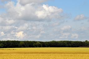 Wheat Field Agriculture landscape