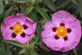 Cistus Pink flowers blooming