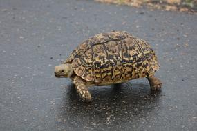 turtle walking on the road