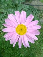 Flower Pink Flowers