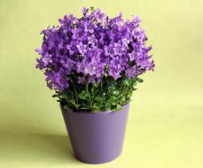 Flowers Flower Pot