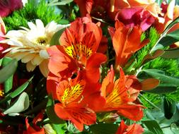 Bunch Of Flowers Color Cut