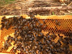 honeycomb in the garden
