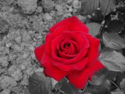 Rose Red Flower