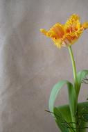 yellow tulip on white canvas background