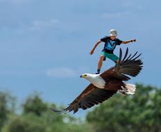 wonderful Skatebirding Freedom Eagle