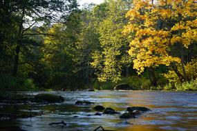 Forest Autumn River