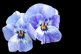 Pansy Spring Blue