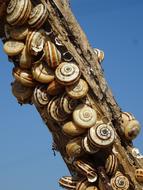 Snails Branch Snail Shell