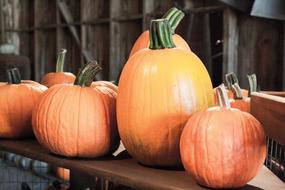 Halloween Pumpkins Autumn