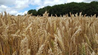 wheat spring beautiful field
