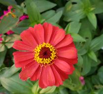 Yellow Red Flower