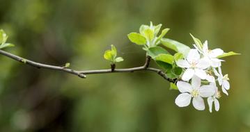white flowers on a branch in spring