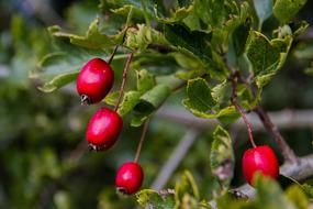 Flour Berries Red Fruits on bush