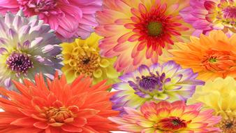 dahlia flowers bloom blossom